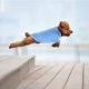 thumbnail image 4 of Milisten 4Ud Camiseta Adorable Para Perro De Uso Y Exquisito Para Fiestas, 4 of 6
