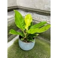 thumbnail image 2 of Moonlight Philodendron - Live Plant in a 6 Inch Pot - Rare and Elegant Indoor Houseplant, 2 of 5