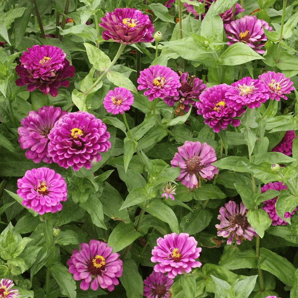 Everwilde Farms 1/4 Lb Purple Prince Zinnia Garden Flower Seeds
