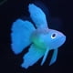 thumbnail image 5 of Accesorios de decoración para peceras Gloria 2x 1 de silicona artificial luminoso Betta, 5 of 9