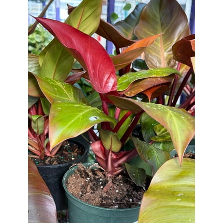 Philodendron 'Red Moon'-Tropical Plant-Vibrant Indoor Decor  6" Pot