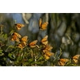 thumbnail image 2 of Illg, Cathy and Gordon 24x17 White Modern Wood Framed Museum Art Print Titled - CA, San Luis Obispo Co, Monarch butterflies, 2 of 4