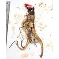 thumbnail image 2 of Canada Red Rhubarb Crowns - 1 root division, 2 of 2