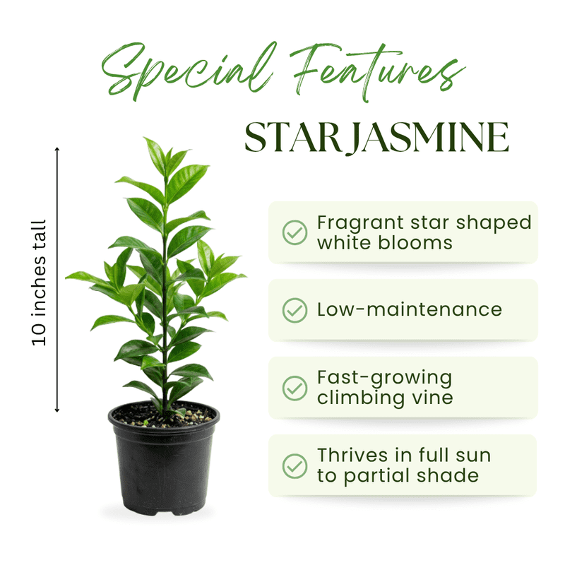 Jasmine Plant Live, Green Star Jasmine Plant, 8 - 10 Inc Tall, Fragrant Flowers, Fast Growing Vine for Trellis, Outdoor Garden or Patio