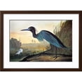 thumbnail image 2 of Audubon Little Blue Heron, Animals Framed Art Print Wall Art by John James Audubon Sold by Art.Com, 2 of 6