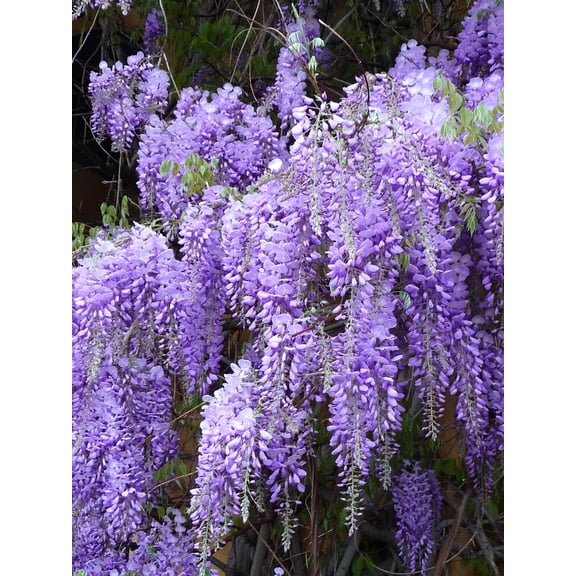 1 Royal Purple Wisteria - Fragrant Wisteria Live Plant