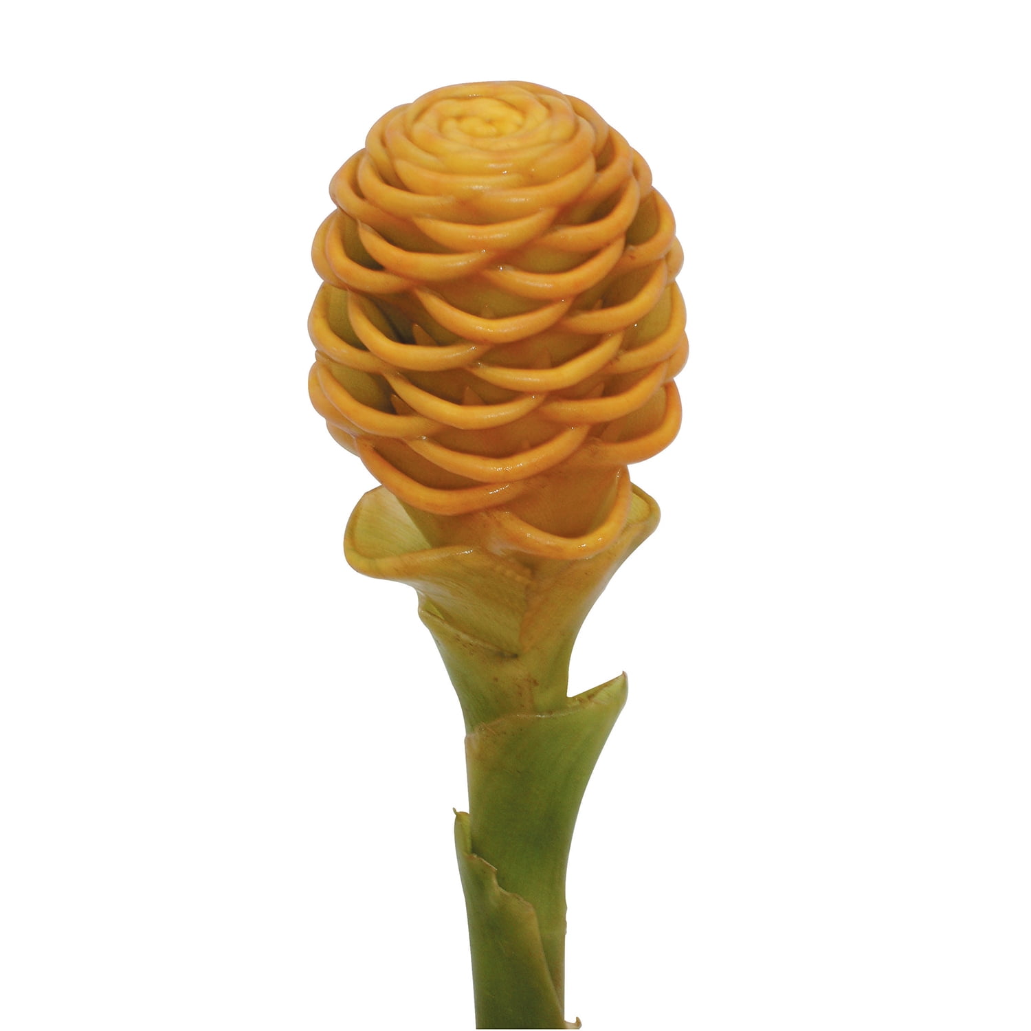 Shampoo Ginger Fresh Cut 6 Stems Walmart Com