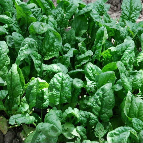 Spinach, Giant Nobel Spinach Seeds, Heirloom, Non GMO, 500 Seeds, Salad Spinach