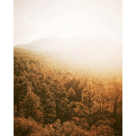 LAMINATED POSTER Bright Forest Sun Glare Nature Trees Poster Print 24 x