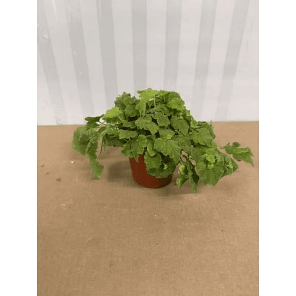 Piggyback Plant Tolmiea Menziesii Seedling Mother of Thousands Piggy Back Plant 4 Inch Pot