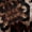 Brown, variant on Erosebridal Teens Abstract Leopard Print Black Out Curtains,Gradient Cheetah Print Curtains Pack of 2 (42x63 Each) For Adults