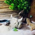 thumbnail image 4 of Nestingho Calavera De Para Terrario Con Fácil De Limpiar Y Única Para Reptiles, 4 of 6