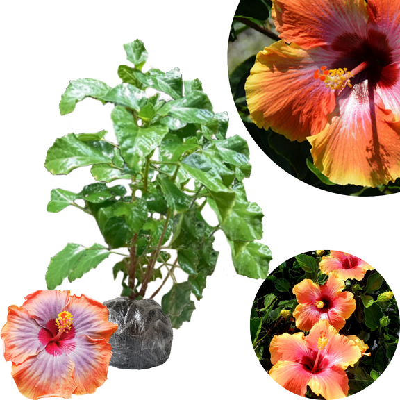 Yellow Red Hibiscus Plant Live, Clump Of 8-12" Tall, Hardy Hibiscus Tree Live Plant, Hibiscus Flowers Plant