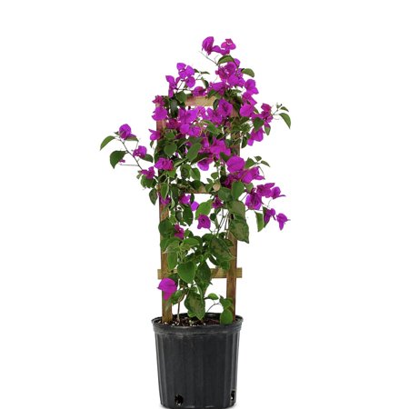 Bougainvillea 30" HIGH TOTAL Live Well Established Plant in 12" Pot with Trellis Assorted Bright Colors Flowering Vine Indoor/Outdoor Perennial/Annual