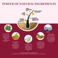 thumbnail image 4 of Oriental Botanics Red Onion Hair Shampoo, 300ml - With Red Onion Oil, 27 Botanical Actives, Biotin, Argan Oil, Caffeine, Protein, Controls Hair Loss & Supports Healthy Hair Growth, 4 of 7