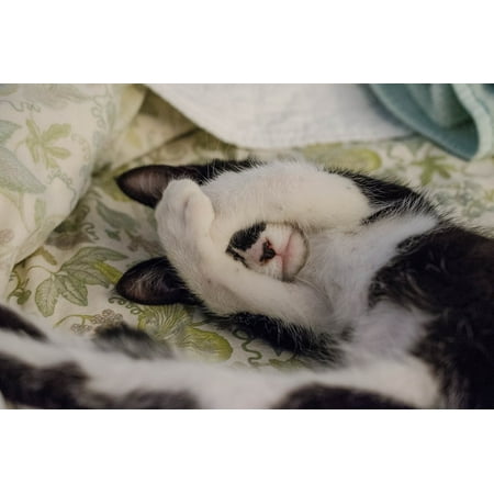 - LAMINATED POSTER Cat Sheet Blanket Pet Animal Room Bed Poster Print 24 x 36