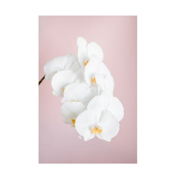 Trademark Fine Art Pictufy Studio Orchid 2 Canvas Wall Art
