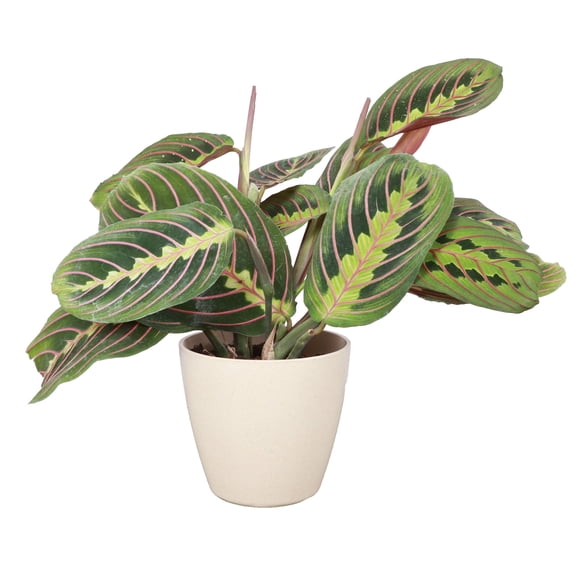 Live Red Prayer Plant - 4" Eco Pot - Natural