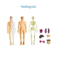 thumbnail image 3 of Amdohai Human Body Model Organs and Bones Simple Assembly Learning Tool Kit Anatomy Model Display, 3 of 7