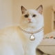 thumbnail image 4 of Collar para gatos, collar para perros, gema premium con colgante, collares ajustables para gatos y blanco, 4 of 8