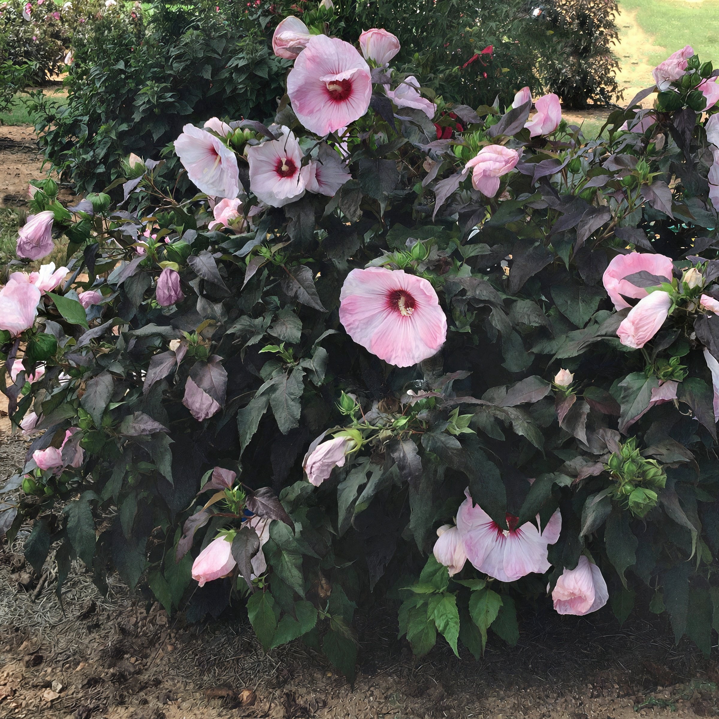 National Plant Network Bare Root Hibiscus Head Over Heels Blush (5-Pack)