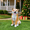 13.39" H Brown+White Garden Statue, variant on 18.9" German Shepherd Dog Garden Statue,Finely Sculpted Standing Dog Outdoor Statue,Resin Material,Suitable for Patio,Lawn,Yard,Black+Tan