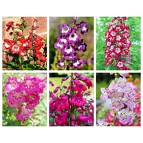 Seedville 100 Sensation Mix Penstemon Flower Seeds, Mixed Two-Tone Red, Pink, White, Purple