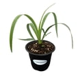 thumbnail image 3 of MicroStarts Live Waterwise Variety Pack - 4 Landscape Plants in 4 inch pots, 3 of 9