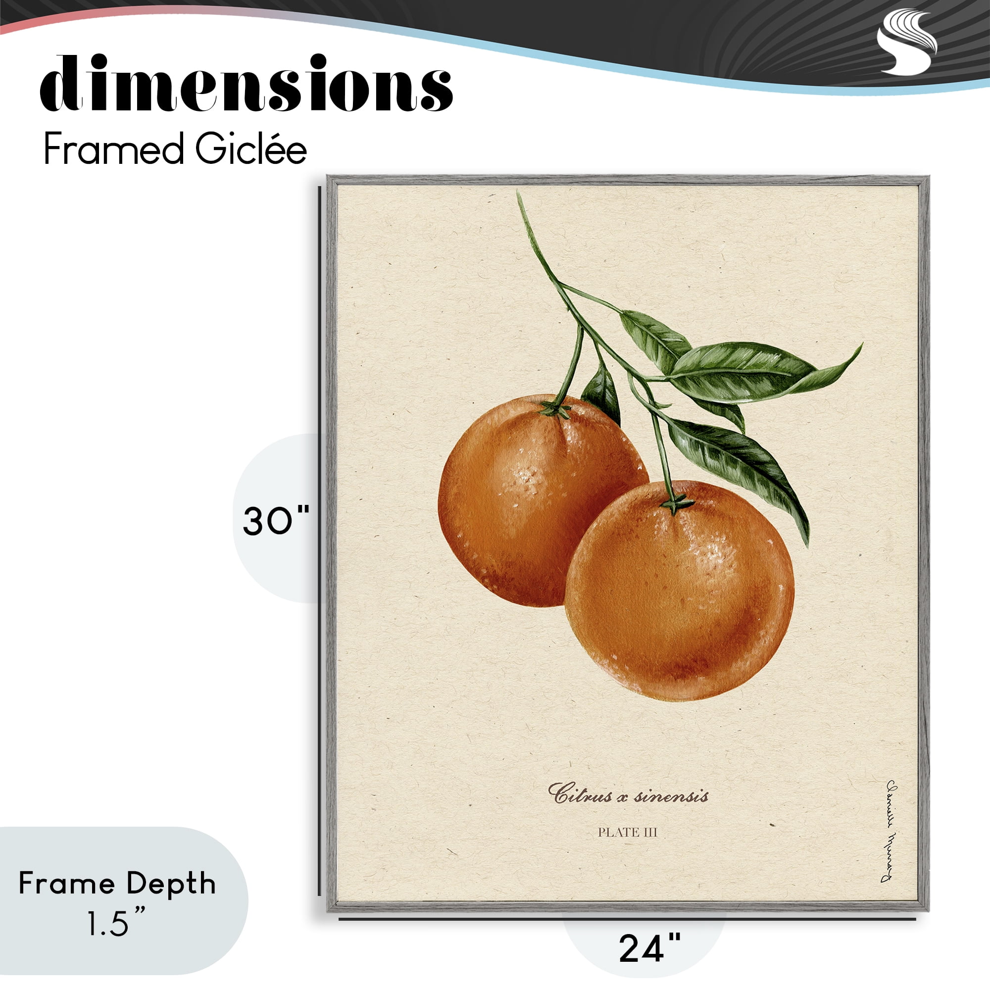 Stupell Industries Orange Fruit Portrait Gray Framed Giclee Art, design by Danielle Murray