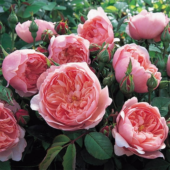 Own-Root One Gallon The Alnwick Rose® David Austin Rose by Heirloom Roses