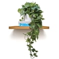 thumbnail image 1 of Planta colgante de seda artificial Pothos Ivy en maceta, 70 cm, 1 of 9