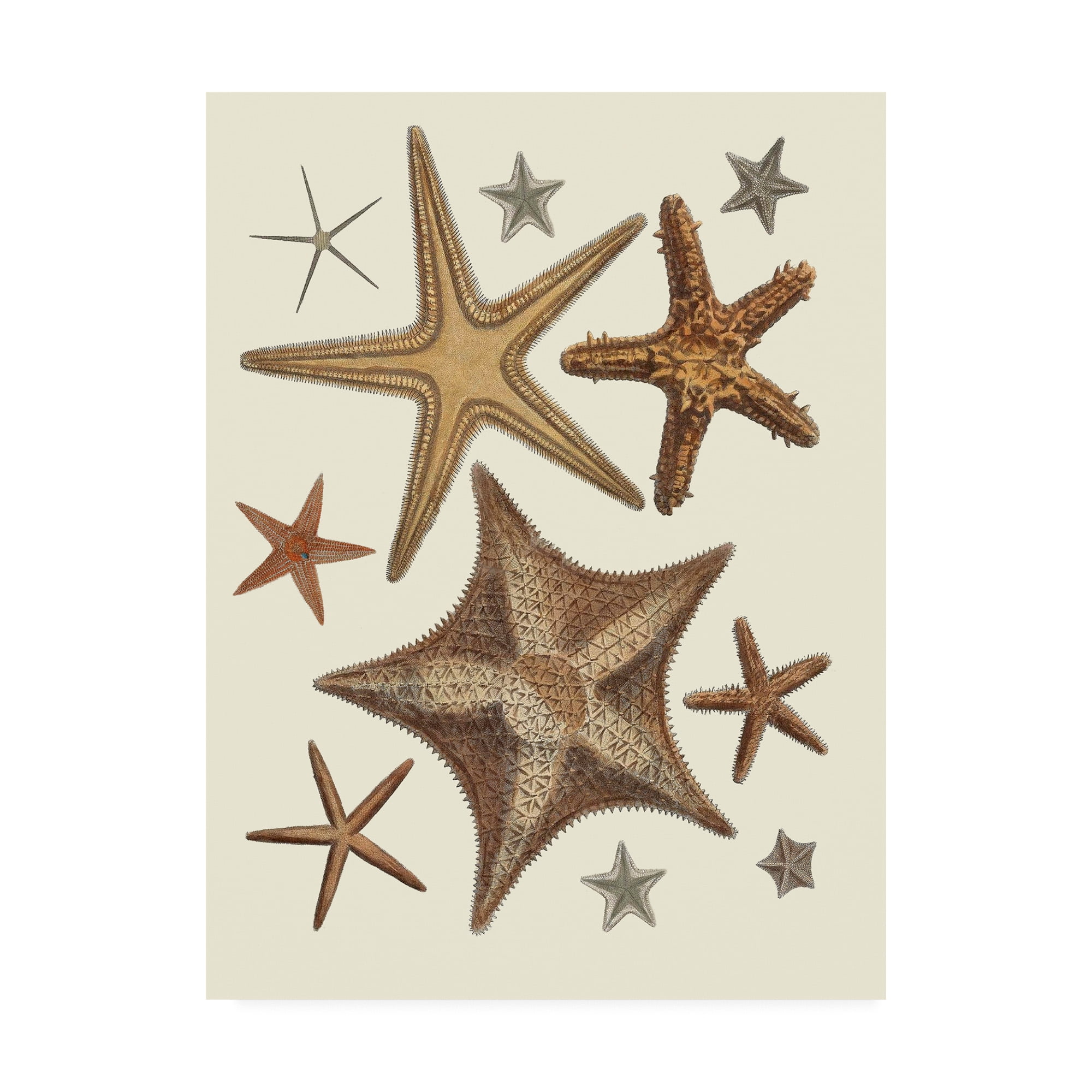 Trademark Fine Art 'Starfish Collection 1' Canvas Art by Fab Funky -  