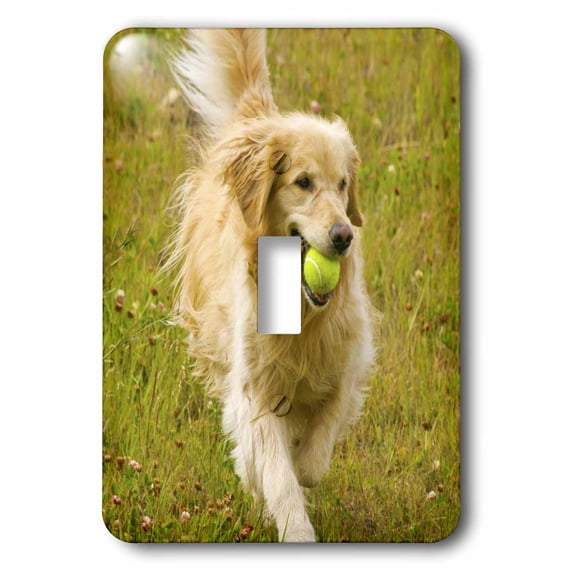 3dRose, Colorado, Summit County, golden retriever dog - US06 BJA0068 - Jaynes Gallery, single toggle switch