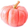 thumbnail image 2 of CZ Grain 10 Porcelain Doll Pumpkin Plant Seeds, Holiday Decorations, 2 of 4
