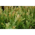 thumbnail image 2 of Japanese Willow - Salix 'Hakaro Nishiki' | 3 Gallon Size Container, 2 of 5
