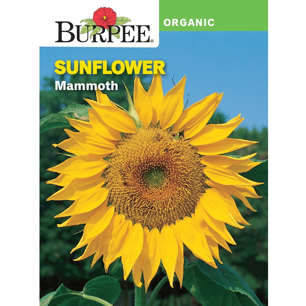 Burpee Organic Mammoth Sunflower Flower Seed, 1pack