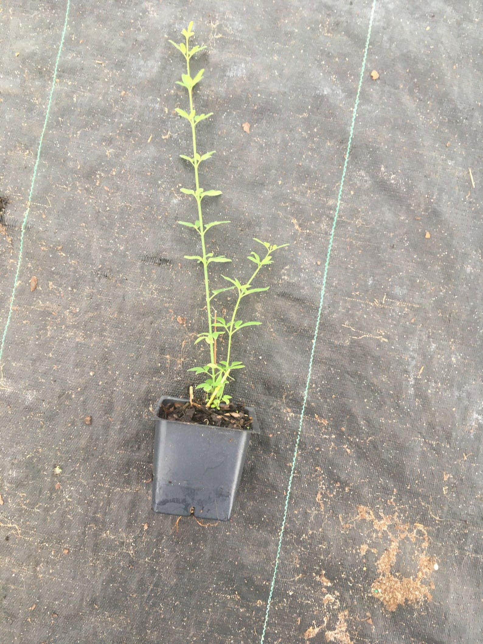 Daylily Nursery Yellow Winter Jasmine Live Plants in Grower Pot