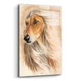 thumbnail image 2 of Epic Art 'Afgan Hound' by Barbara Keith, Acrylic Glass Wall Art, 12"x16", 2 of 8