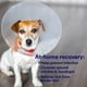 thumbnail image 3 of Spray antimicrobiano SkinSmart para el cuidado de heridas para mascotas, 3 of 7