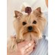 thumbnail image 3 of 10pcs Cute Fruit Hair Ties For Dogs And Cat,Cute Puppy Dog Mini Strawberry Watermelon Hair Ropes,Yorkie Dogs Hair Grooming Elastic Rubber Bands,Pet Ha, 3 of 4