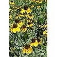 thumbnail image 4 of Clasping Coneflower Flower Seeds, 1000 Seeds Per Packet, Isla's Garden, 4 of 6