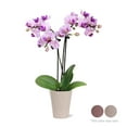 thumbnail image 3 of Just Add Ice Live Plant 6-10" Tall Mini Pink Purple Orchid in 2.5" Decorative Fiber Clay Pot, 3 of 6