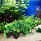 thumbnail image 4 of ADDHAT 2Ud Decorativas Para Acuarios Betta Ornamentación Y Duradera, 4 of 7