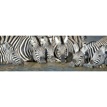 Burchell's Zebras (Equus Quagga Burchellii) at Waterhole, Etosha National Park, Namibia Print Wall (Best Time To Visit Etosha National Park)