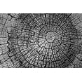 thumbnail image 2 of Geyman, Vitaly 14x11 Black Ornate Wood Framed with Double Matting Museum Art Print Titled - Rings of Life I, 2 of 4
