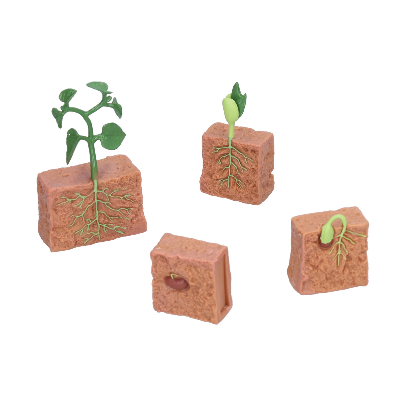 Life Cycle Of Bean Plants Plant Growth Cycle Toy Beans Growth Stage