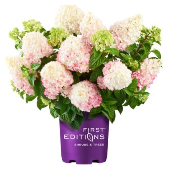 Vanilla Strawberry™ Panicle Hydrangea
