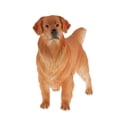 thumbnail image 2 of de golden retriever s de gran tamaño, de juguete de perro coleccionable, 8.7 pulgadas, 2 of 7