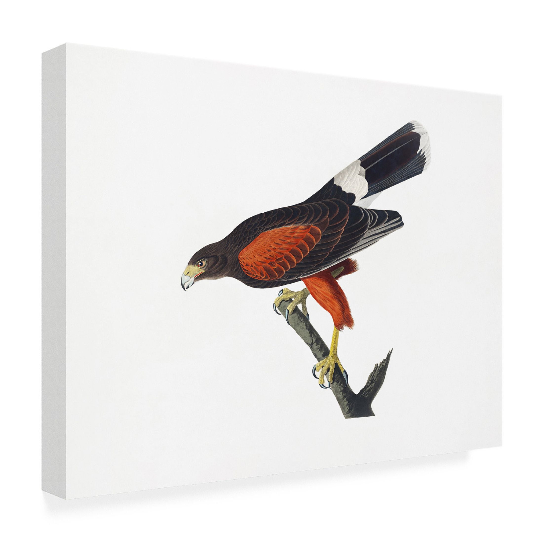 Trademark Fine Art Pictufy Louisiana Hawk From Birds of America 1827 Canvas Wall Art