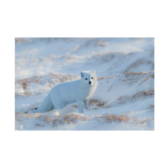 Jie Fischer 'Arctic Fox 1' Canvas Art